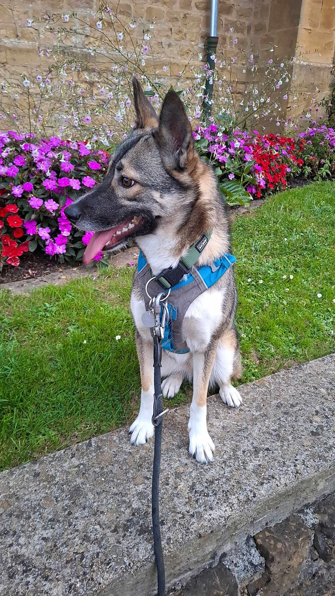Gratis a rejoint le concours — aidez-le/la à gagner de superbes lots ! dog, canine, pet, sitting, harness, leash, flower_bed, grass, stone_ledge, outdoor, garden, ears_up, tongue_out, side_view, brown_fur, white_paws, greenery, colorful_flowers, daylight, nature