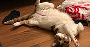 Sylvester is registered to the contest to win money with this photo: cat, lying_down, wooden_floor, sock, plastic_bag, relaxed, pet, indoor, feline, white_and_brown, paw, fur, cute, domestic_animal, playful, floor, animal, whiskers, ears, tail