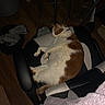 Sylvester joined the competition — help win amazing prizes! cat, orange_and_white, office_chair, indoor, wood_floor, relaxed, pet, furniture, animal, domestic, sleepy, cozy, resting, chair_armrest, floor, home, feline, quiet, calm, comfortable