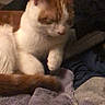 Sylvester is registered to the contest to win money with this photo: cat, orange_and_white, towel, remote_control, indoor, resting, sleepy, pet, feline, cozy, soft_texture, animal, domestic, fur, whiskers, ears, paws, tail, relaxation, dim_lighting