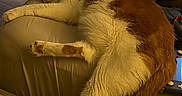 Sylvester is registered to the contest to win money with this photo: animal, cat, comfort, cozy, cushion, domestic_animal, feline, fur, home, indoor, mammal, nap, orange_and_white, paw, pet, relaxed, resting, sleeping, tail, whiskers