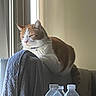 cat, ginger_cat, white_cat, chair, towel, window, water_bottle, indoor, pet, animal, relaxed, feline, sunlight, table, plastic_bottle, household, domestic, resting, fur, collar