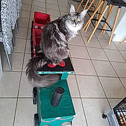 Tara participe au concours pour gagner de l'argent avec cette photo : cat, gray_cat, fluffy, toy_train, wooden_toy, indoor, kitchen, tile_floor, furniture, chair, stool, pet, animal, tail, eyes, playful, domestic, cute, home, sitting