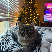 Rory joined the competition — help win amazing prizes! animal, bed, blanket, blinds, cat, christmas_tree, cozy, decor, furniture, gray_tabby, holiday, indoor, lights, living_room, pet, relaxed, soft_light, television, window, zebra_print