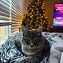animal, bed, blanket, blinds, cat, christmas_tree, cozy, decor, furniture, gray_tabby, holiday, indoor, lights, living_room, pet, relaxed, soft_light, television, window, zebra_print
