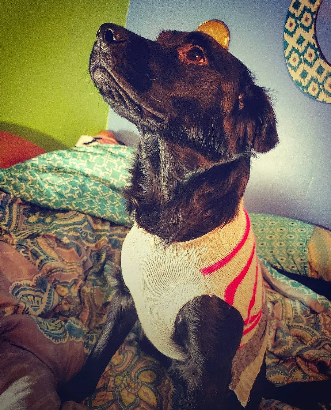 Nala Fish is registered to the contest to win money with this photo: canidae, carnivore, companion_dog, dog, dog_breed, dog_collar, fur, puppy, sporting_group