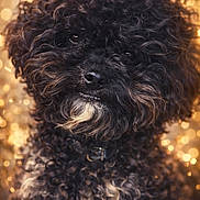 Gunter a rejoint le concours — aidez-le/la à gagner de superbes lots ! dog, poodle, curly_fur, black_fur, white_marking, close_up, portrait, pet, animal, bokeh, golden_background, collar, nose, eyes, fluffy, whiskers, studio_photography, sparkle, adorable, small_dog