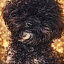 dog, poodle, curly_fur, black_fur, white_marking, close_up, portrait, pet, animal, bokeh, golden_background, collar, nose, eyes, fluffy, whiskers, studio_photography, sparkle, adorable, small_dog