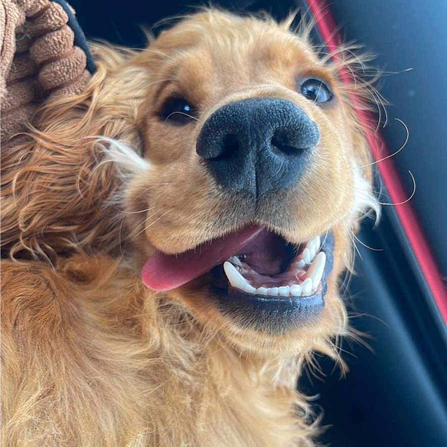 Ulko a rejoint le concours — aidez-le/la à gagner de superbes lots ! animal, black, brown, canine, car_interior, close_up, cute, dog, friendly, fur, golden_retriever, happy, indoor, pet, portrait, red, seat, smiling, texture, tongue_out