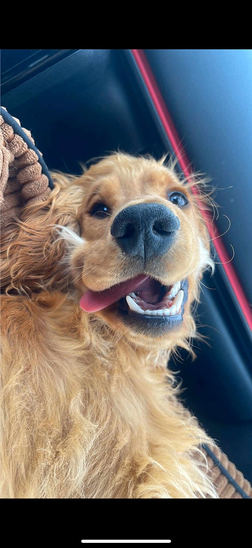 Ulko a rejoint le concours — aidez-le/la à gagner de superbes lots ! dog, golden_retriever, pet, happy, smiling, tongue_out, close_up, fur, animal, canine, portrait, indoor, car_interior, seat, texture, brown, black, red, cute, friendly