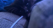 Luna is registered to the contest to win money with this photo: kitten, cat, black_cat, whiskers, couch, blanket, close_up, indoor, pet, curious, cozy, soft_light, texture, fur, resting, blue_light, household, cute, young_cat, relaxing