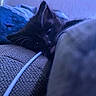 kitten, cat, black_cat, whiskers, couch, blanket, close_up, indoor, pet, curious, cozy, soft_light, texture, fur, resting, blue_light, household, cute, young_cat, relaxing