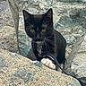 kitten, cat, black_and_white, yellow_eyes, rocks, outdoor, leash, paw, curious, pet, animal, nature, cliff, close_up, whiskers, fur, young, wild, exploration, adventure