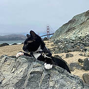 Luna is registered to the contest to win money with this photo: animal, beach, cat, cliff, coast, curious, fog, golden_gate_bridge, gray_rock, landscape, nature, ocean, outdoor, paws, pet, rock, sand, scenic, tuxedo_cat, whiskers