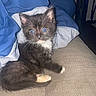 Luna joined the competition — help win amazing prizes! kitten, cat, black_and_white, fur, whiskers, couch, fabric, blue, white, alert, paws, pet, animal, indoor, cute, small, feline, young, sitting, fluffy