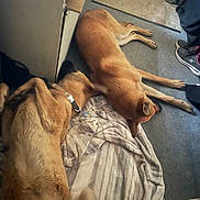 Ginger is registered to the contest to win money with this photo: dog, dogs, lying_down, floor, blanket, collar, indoor, tile_floor, carpet, shoes, trash_can, relaxed, brown_dog, large_dog, pets, domestic_animal, resting, canine, home, sleeping