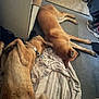 dog, dogs, lying_down, floor, blanket, collar, indoor, tile_floor, carpet, shoes, trash_can, relaxed, brown_dog, large_dog, pets, domestic_animal, resting, canine, home, sleeping