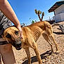 dog, animal, person, hand, outdoor, desert, dry, sunny, building, tree, rock, shorts, pet, canine, fence, nature, ground, daylight, mammal, companion