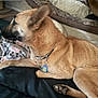 dog, tan_dog, collar, tag, bed, blanket, cushion, indoor, pet, resting, fur, paw, side_view, animal, comfort, looking_away, domestic_animal, relaxed, sleeping_area, furniture
