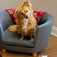 Daisy joined the competition — help win amazing prizes! dog, small_dog, fluffy, golden_fur, sitting, armchair, chair, blanket, red_blanket, hearts, indoors, living_room, wooden_floor, home, furniture, pet, cute, head_tilt, portrait, cozy
