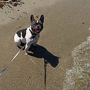 Lila is registered to the contest to win money with this photo: dog, french_bulldog, beach, sand, leash, shadow, water, waves, sunny, outdoor, pet, canine, tongue_out, happy, playful, summer, animal, coast, seaweed, daylight