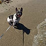 dog, french_bulldog, beach, sand, leash, shadow, water, waves, sunny, outdoor, pet, canine, tongue_out, happy, playful, summer, animal, coast, seaweed, daylight