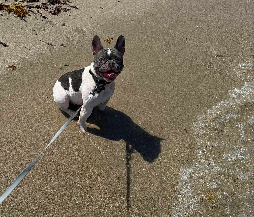 Lila is registered to the contest to win money with this photo: dog, french_bulldog, beach, sand, leash, shadow, water, waves, sunny, outdoor, pet, canine, tongue_out, happy, playful, summer, animal, coast, seaweed, daylight