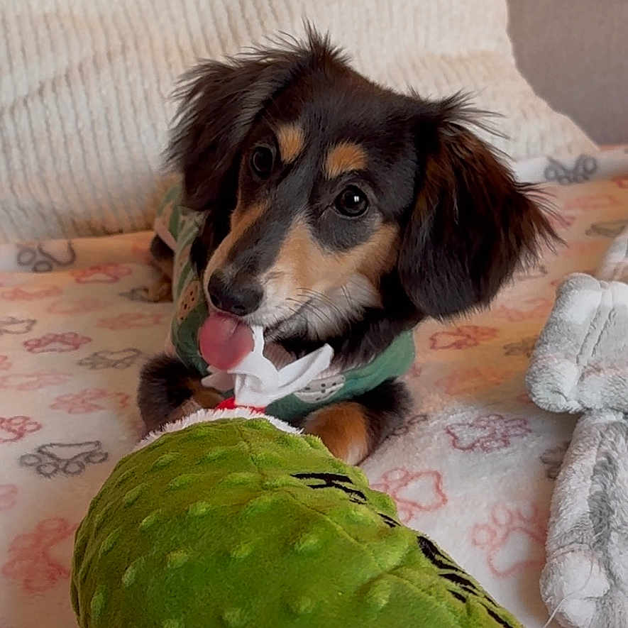 Lola is registered to the contest to win money with this photo: animal, ball, beagle, bed, blanket, canine, couch, cushion, dog, furniture, homedecor, hound, indoors, linen, person, pet, puppy, sport, tennis, tennisball