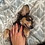 dog, sleeping, hand, blanket, fur, paw, resting, cute, pet, animal, cozy, indoor, relaxation, comfort, snout, ear, soft, domestic_animal, nap, calm