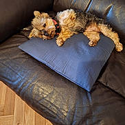 Havane a rejoint le concours — aidez-le/la à gagner de superbes lots ! dog, small_dog, fluffy_fur, red_collar, blue_pillow, leather_couch, brown_couch, indoor, wooden_floor, relaxed, pet, animal, laying_down, cozy, comfortable, fur, canine, living_room, resting, domestic