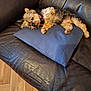 dog, small_dog, fluffy_fur, red_collar, blue_pillow, leather_couch, brown_couch, indoor, wooden_floor, relaxed, pet, animal, laying_down, cozy, comfortable, fur, canine, living_room, resting, domestic