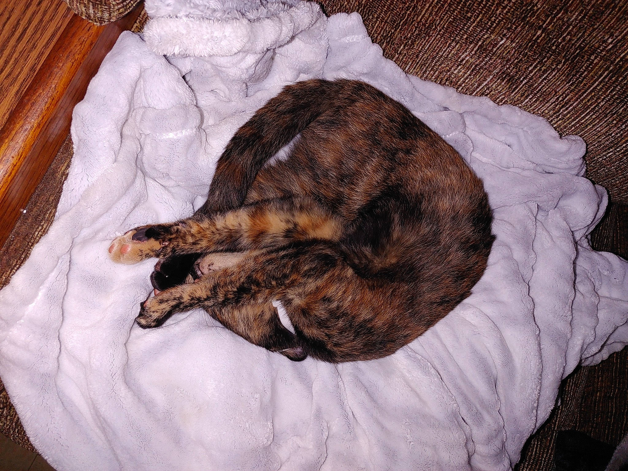 Sabella Grace is registered to the contest to win money with this photo: canidae, carnivore, cat, cat_bed, claw, comfort, dog_breed, domestic_short_haired_cat, fawn, felidae, fur, linens, nap, small_to_medium_sized_cats, snout, sporting_group, tail, terrestrial_animal, whiskers, wood