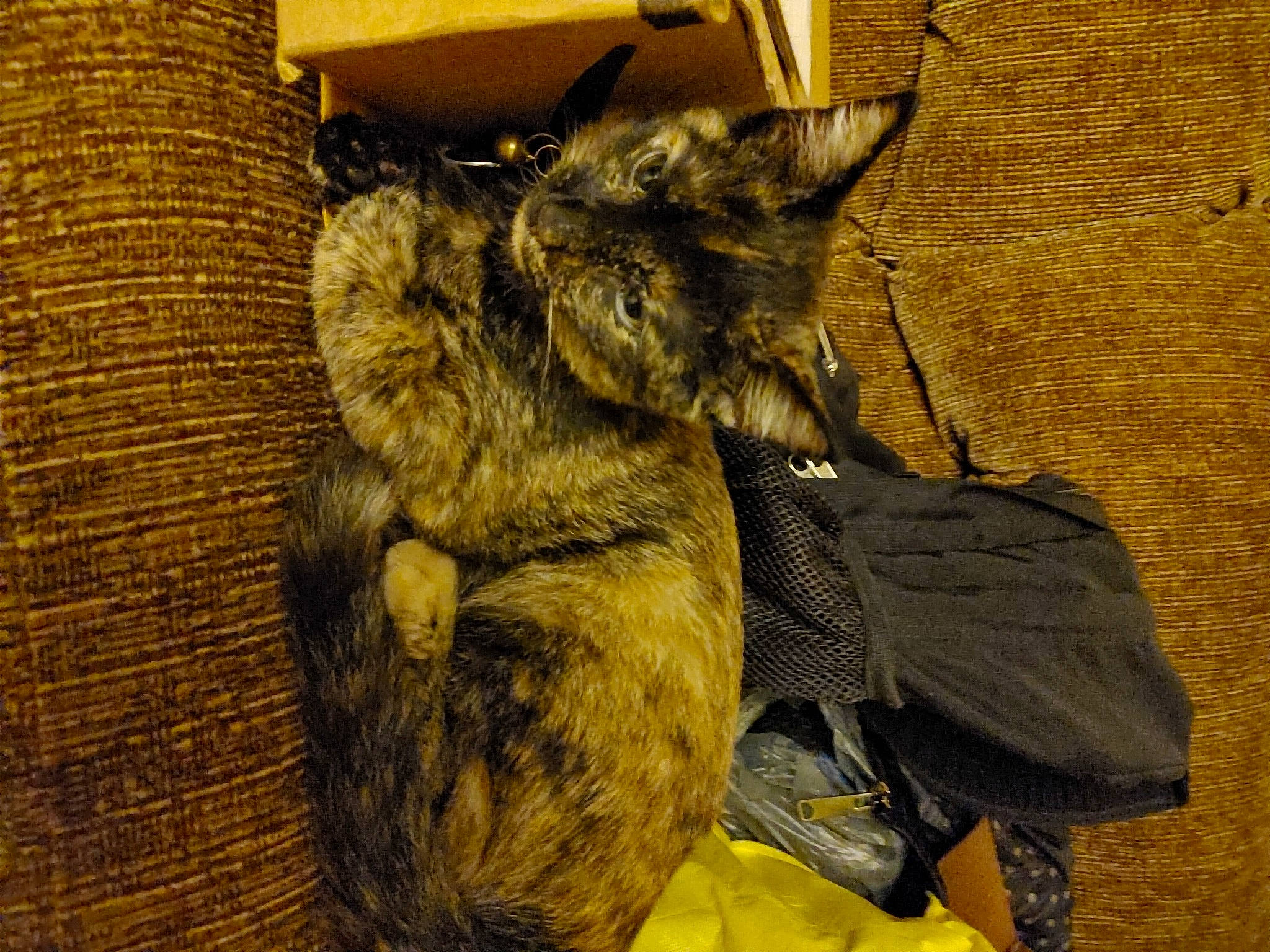 Sabella Grace joined the competition — help win amazing prizes! canidae, carnivore, cat, claw, comfort, dog_breed, domestic_short_haired_cat, fawn, felidae, fur, nap, paw, small_to_medium_sized_cats, snout, tail, terrestrial_animal, whiskers, wildlife, wood