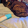 animal, bed, blanket, blurred_background, cat, cozy, cute, domestic, feline, fur, indoor, pet, quiet, relaxation, resting, sleeping, soft, tortoiseshell, toy, warm