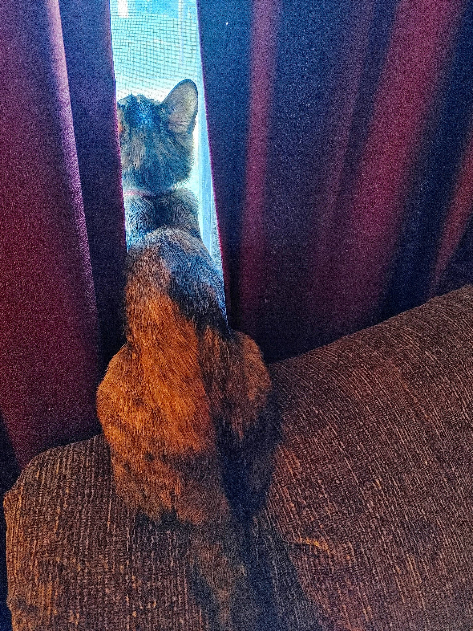 Sabella Grace is registered to the contest to win money with this photo: carnivore, cat, chair, cloud, comfort, couch, electric_blue, fawn, felidae, furniture, human_leg, leg, mammal, small_to_medium_sized_cats, tail, thigh, tints_and_shades, whiskers, window, wood