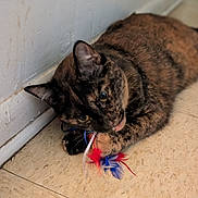 Sabella Grace is registered to the contest to win money with this photo: animal, black, brown, cat, closeup, curious, ears, feather_toy, feline, floor, indoor, orange, paw, pet, playful, tile, tortoiseshell, toy, wall, whiskers
