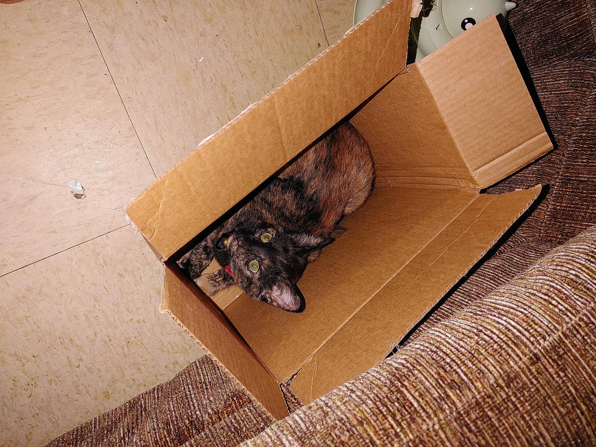 Sabella Grace is registered to the contest to win money with this photo: beige, box, cardboard, carnivore, carton, fawn, floor, flooring, hardwood, packaging_and_labeling, packing_materials, pet_supply, plywood, rectangle, room, shipping_box, table, wood, wood_stain, working_animal