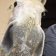 Socrat participe au concours pour gagner de l'argent avec cette photo : burro, close_up, ear, fawn, head, horse, mammal, mane, mare, nose, snout, whiskers