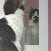 Maserati a rejoint le concours — aidez-le/la à gagner de superbes lots ! black_and_white, carnivore, cat, domestic_short_haired_cat, felidae, fur, kitten, polydactyl_cat, small_to_medium_sized_cats, snout, tail, whiskers, window