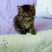 Annabelle participe au concours pour gagner de l'argent avec cette photo :
