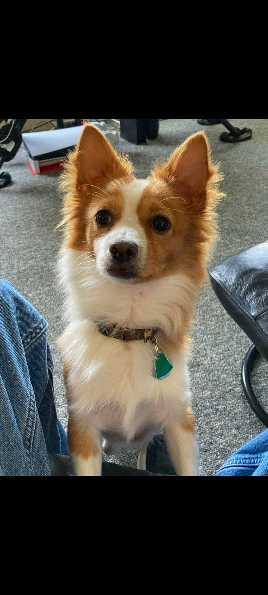 Rambo is registered to the contest to win money with this photo: carnivore, collar, companion_dog, dog, dog_breed, dog_collar, dog_supply, fawn, fur, road_surface, snout, sporting_group, terrestrial_animal, whiskers, windshield, working_dog