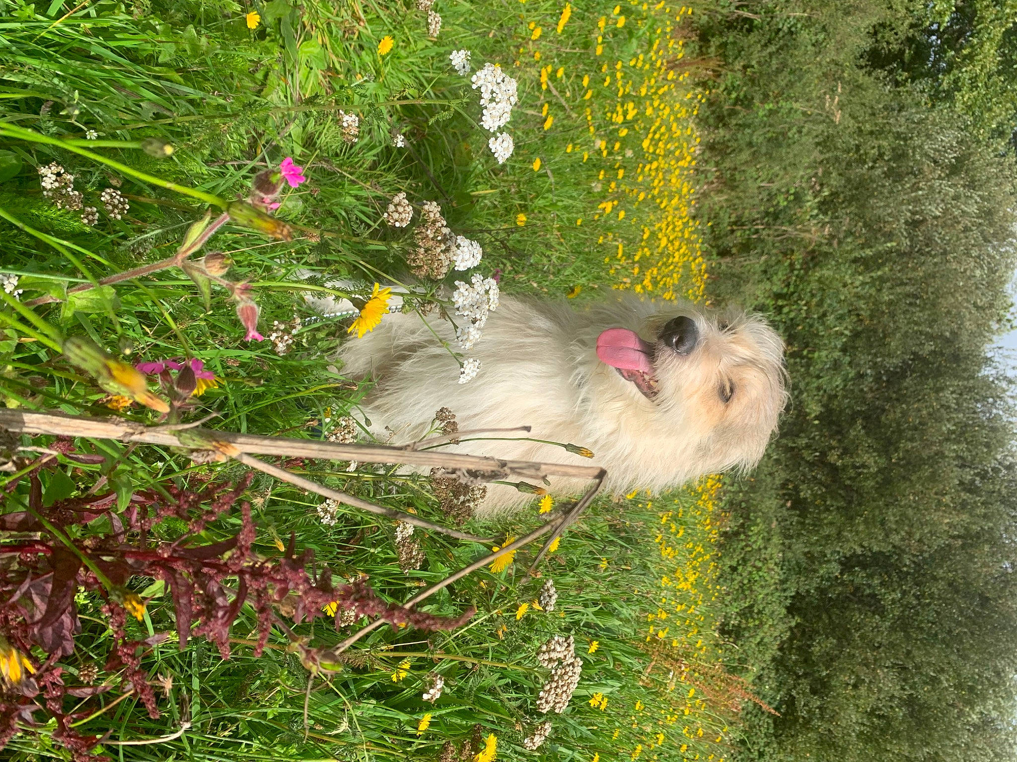 Austin is registered to the contest to win money with this photo: annual_plant, art, buddleia, dog, floral_design, flower, flowering_plant, fruit, garden, grass, herbaceous_plant, landscape, lawn_ornament, petal, plant, shrub, tree, wildflower, window, yard