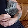 Duchesse a rejoint le concours — aidez-le/la à gagner de superbes lots ! kitten, cat, pet, animal, furry, gray, fluffy, person, arm, tattoo, hand, couch, leather, indoor, cute, small, resting, cozy, comfort, holding