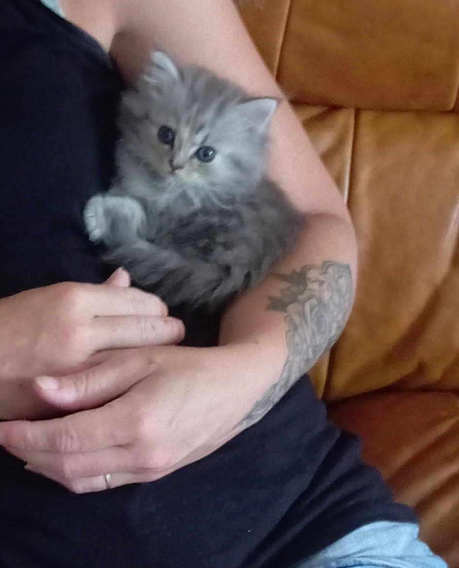 Duchesse a rejoint le concours — aidez-le/la à gagner de superbes lots ! kitten, cat, pet, animal, furry, gray, fluffy, person, arm, tattoo, hand, couch, leather, indoor, cute, small, resting, cozy, comfort, holding