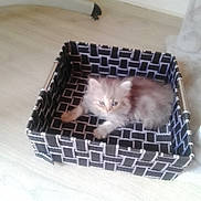 Duchesse participe au concours pour gagner de l'argent avec cette photo : kitten, cat, pet, basket, fabric, floor, wooden_floor, indoor, furry, animal, cute, small, sleepy, pattern, black_and_white_pattern, resting, domestic_cat, feline, young, cozy