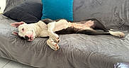 Angel a rejoint le concours — aidez-le/la à gagner de superbes lots ! animal, black, blue, canine, comfortable, couch, cozy, dog, domestic, floor, fur, gray, indoor, laying_down, natural_light, pet, pillow, relaxed, resting, tile