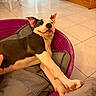 animal, black, brown, canine, chair, cozy, cushion, dog, ears, floor, furniture, home, indoor, nose, paw, pet_bed, relaxed, stretching, tile, white