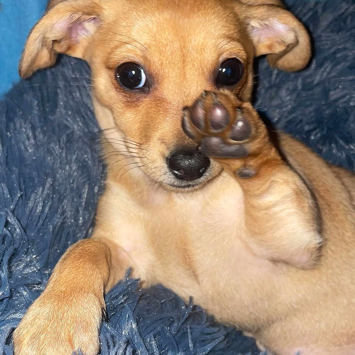 Molly joined the competition — help win amazing prizes! animal, blanket, closeup, cozy, cute, dog, ears, fur, indoor, paw, pet, playful, portrait, puppy, relaxed, small, snout, tan, whiskers, young