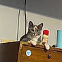 cat, feline, pet, indoor, wooden_dresser, cups, spray_can, shadow, wall, curious, relaxed, paws, ears, fur, domestic_animal, household, furniture, lighting, portrait, animal