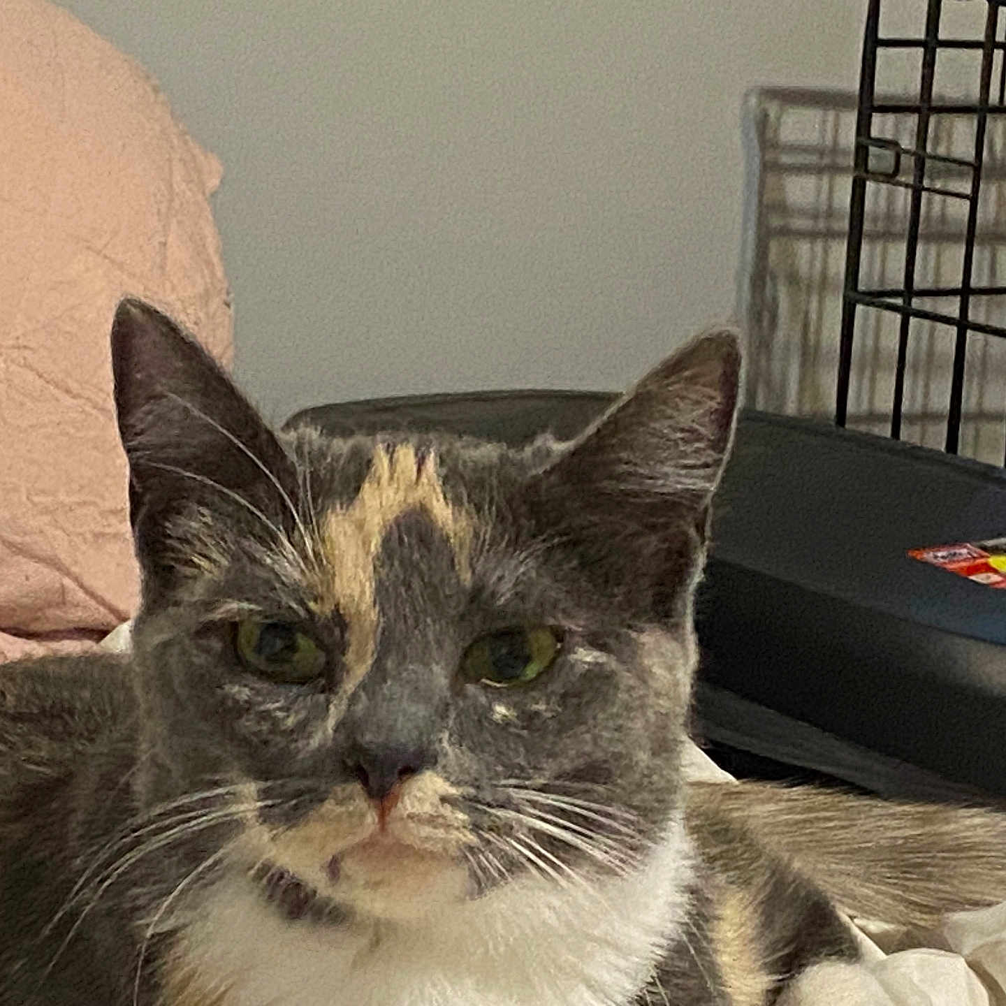 Abby